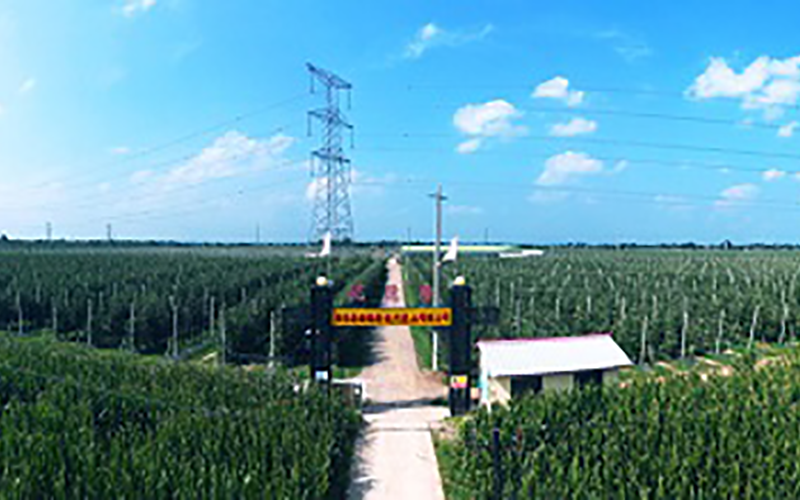 靈臺(tái)優(yōu)德隆農(nóng)業(yè)公司1300畝果園安防監(jiān)控、網(wǎng)絡(luò)機(jī)房案例